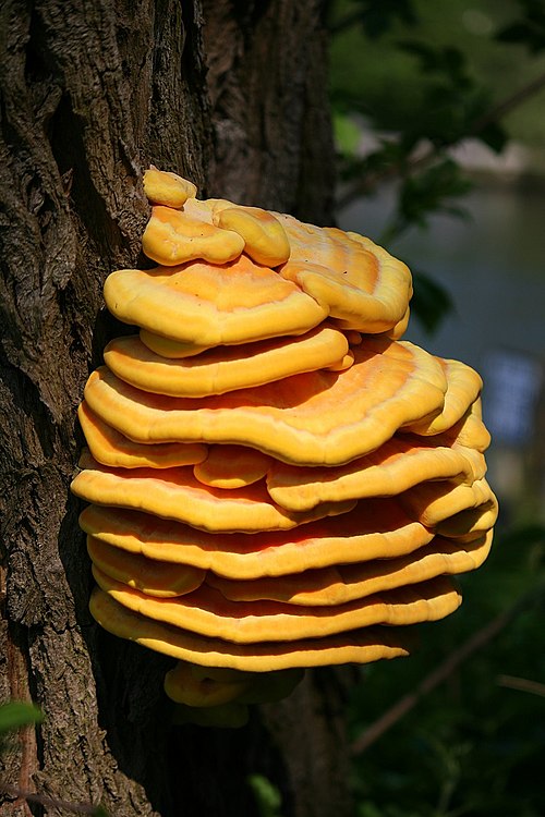 Bright orange and yellow shelf-like brackets of chicken of the woods growing on a tree trunk