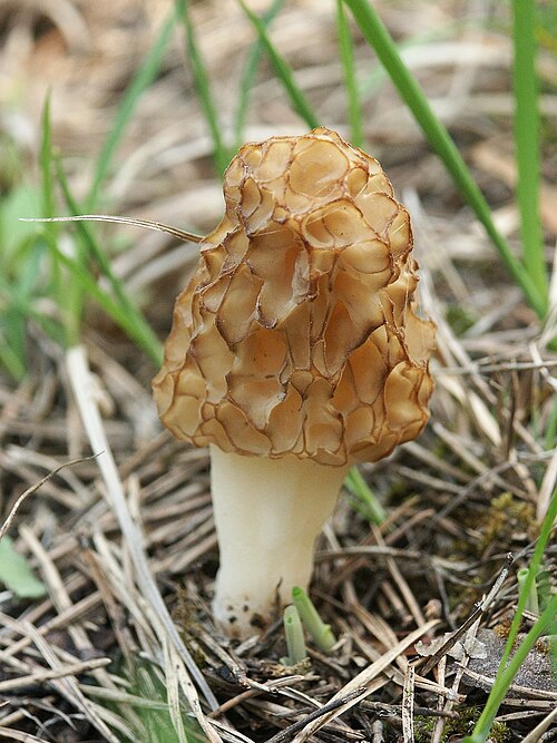 A morel mushroom with its distinctive honeycomb-patterned cap growing among leaf litter in spring woodland