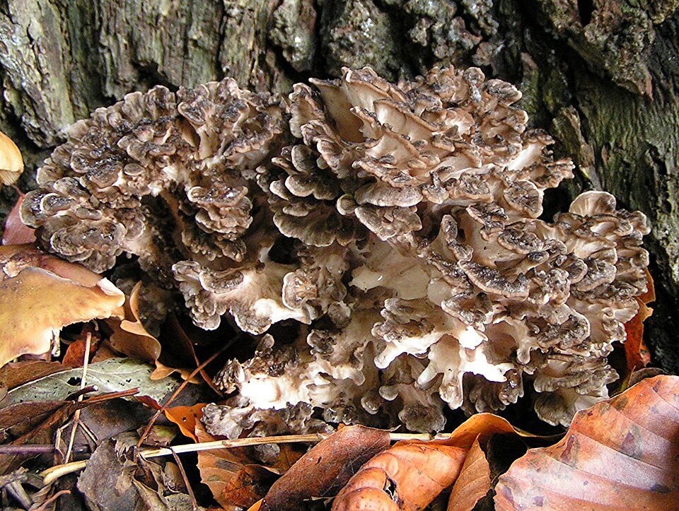 Gray and brown overlapping fan-shaped caps of hen of the woods growing at the base of an oak tree