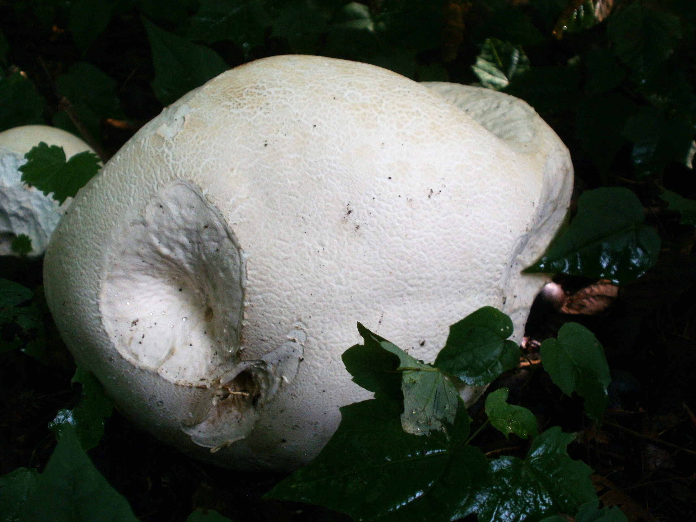 A large white giant puffball mushroom sitting in grass, roughly the size of a volleyball