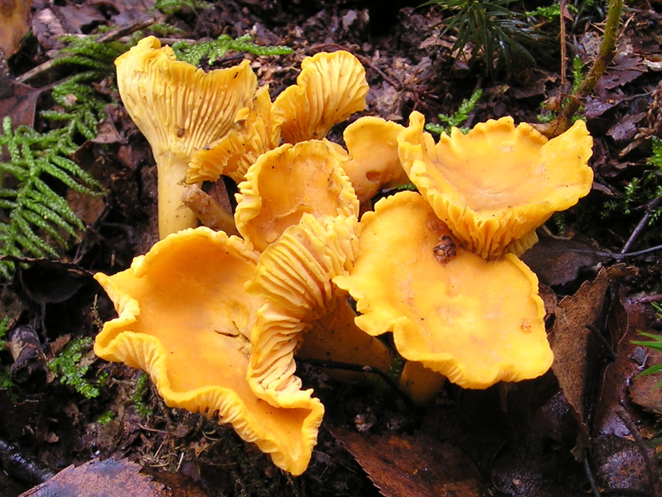 Golden chanterelle mushrooms growing among leaf litter on the forest floor, showing their distinctive funnel shape and false gills